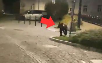 Niedźwiedź w Przemyślu. Policja mówi, jaki był finał akcji