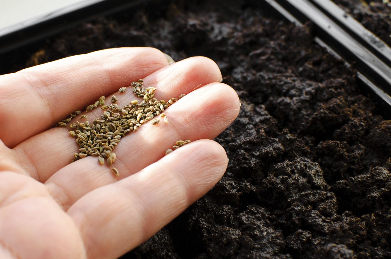 Tak przyspieszysz kiełkowanie pietruszki. Prosta metoda