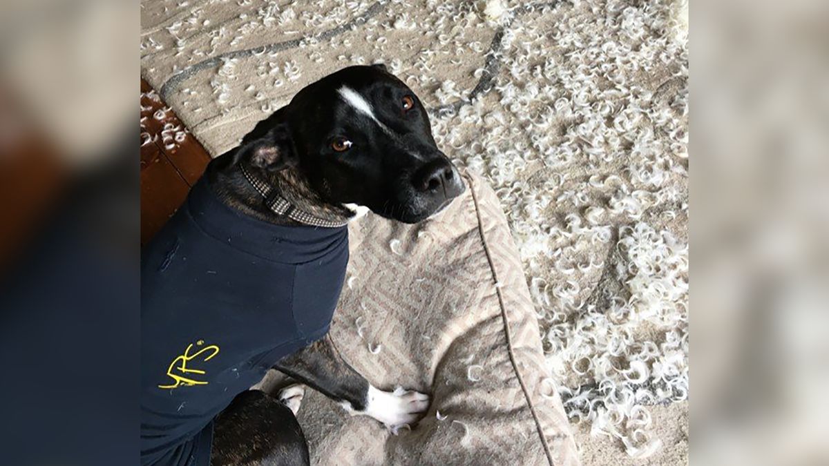 Najbardziej niegrzeczne zwierzęta świata. Ten konkurs to kupa śmiechu 1