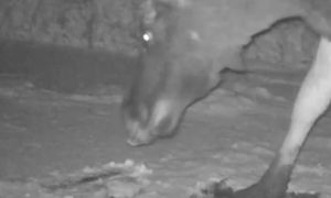 "Łoś zjada śnieg". Niesie się filmik. Leśnicy tłumaczą