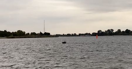 Pływający łoś w Gdańsku [Mamy nagranie]