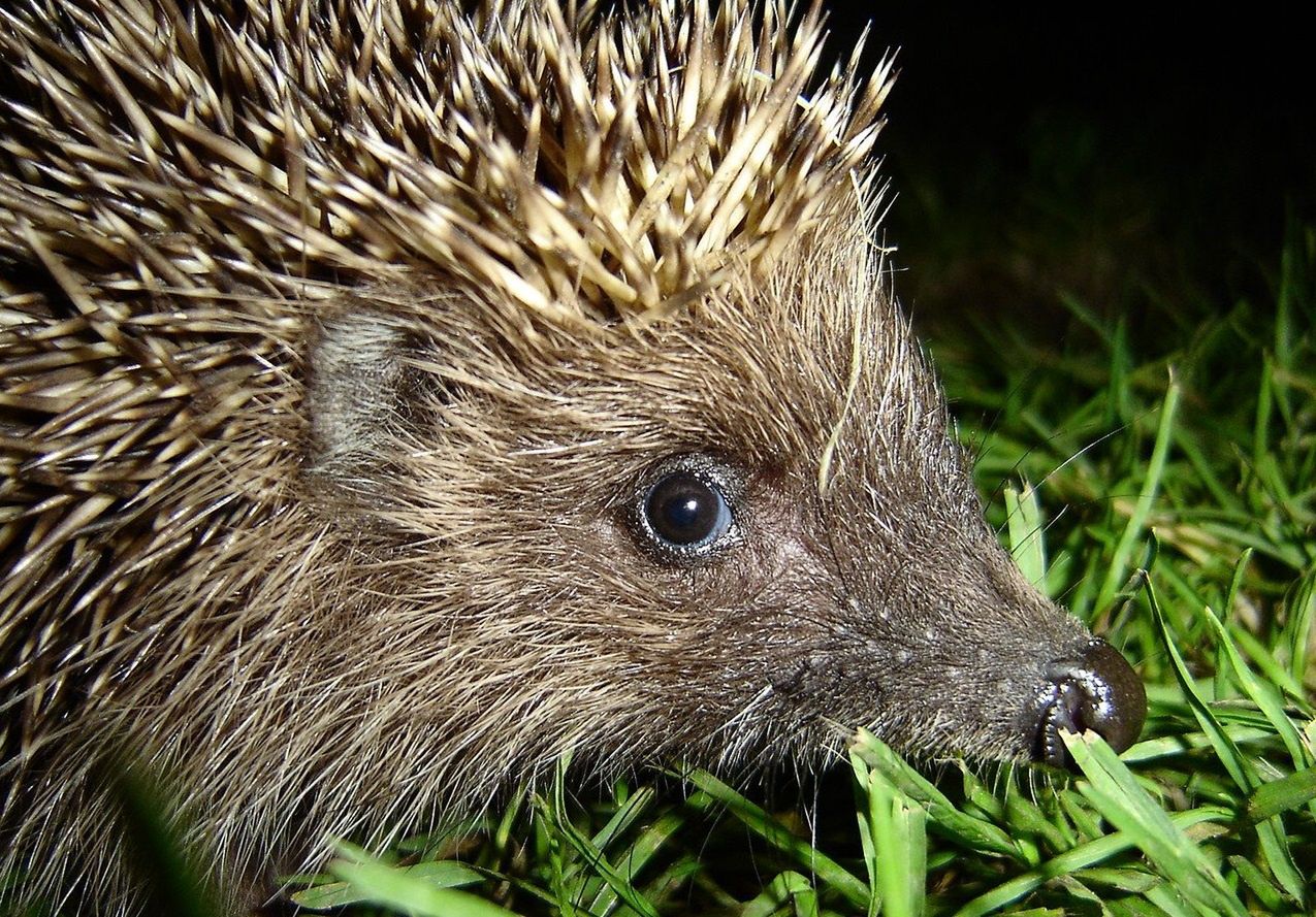 Warszawa. Rowerzysta rozjechał jeża. Warszawskie Zoo apeluje o rozwagę