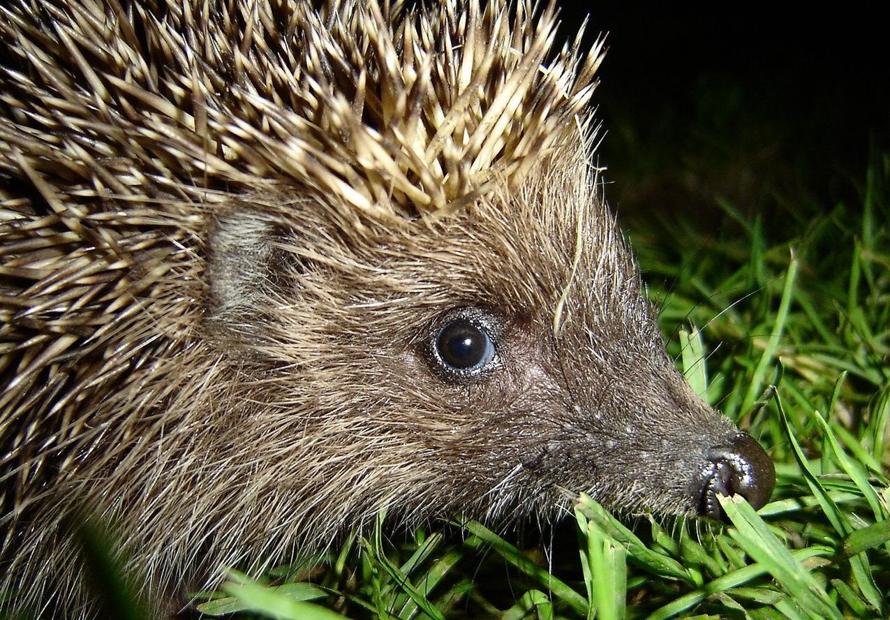 Warszawa. Rowerzysta rozjechał jeża. Warszawskie Zoo apeluje o rozwagę