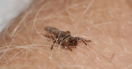 Atakuje chmarami i przenosi boreliozę. Groźniejszy niż kleszcz