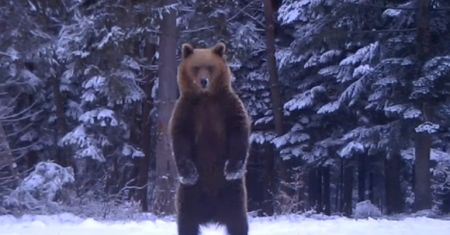 To nagrała fotopułapka. Ludzie nie dowierzali: "jak z kreskówki!"