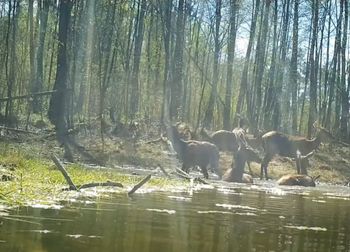 Takie sceny w sercu puszczy. Wszystko się nagrało