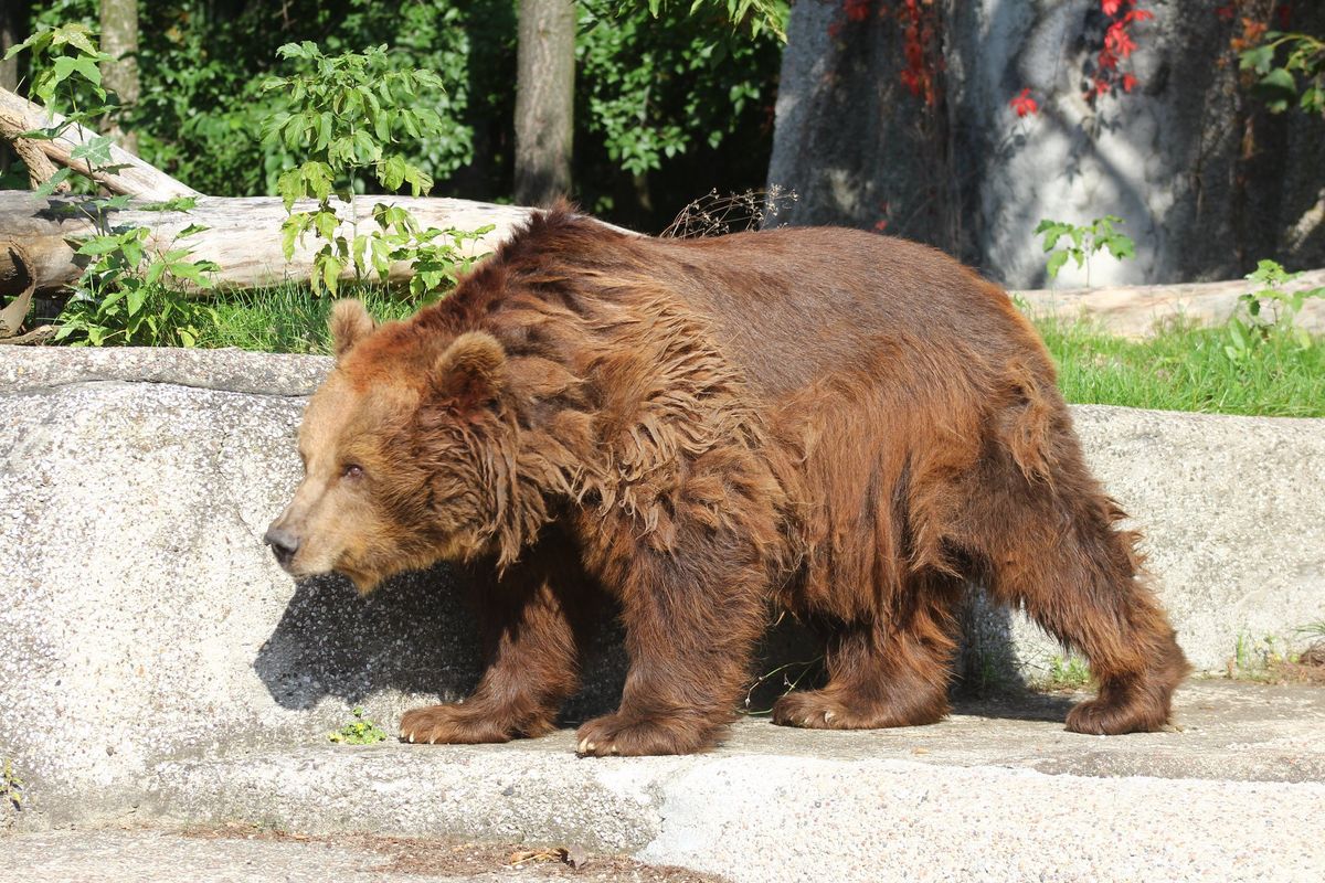 Niedźwiedzice przeniesione do środka zoo. Budzą się po narkozie