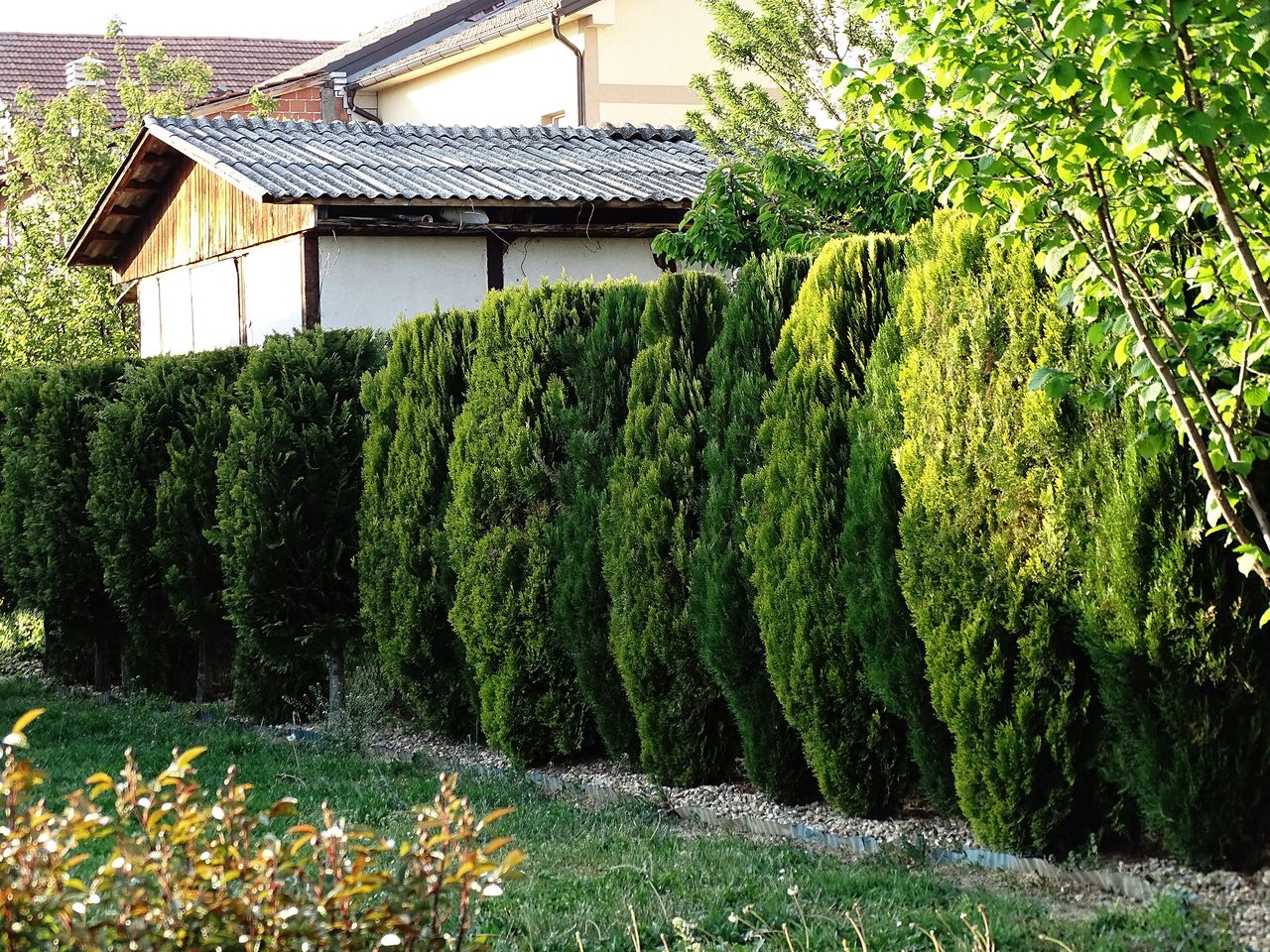 Zamiast wylać, podlej tuje. Bije na głowę sklepowe nawozy