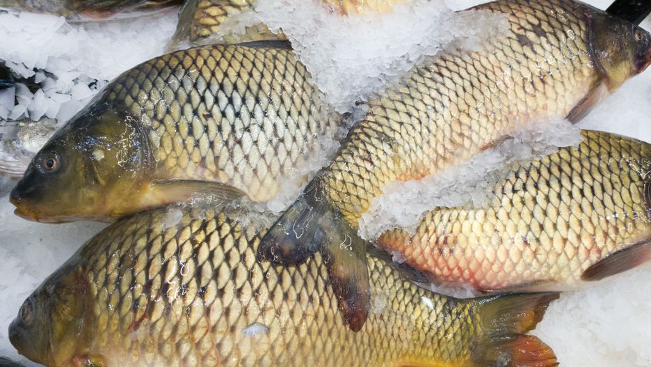 Świeży karp jest obowiązkowy na wielu wigilijnych stołach