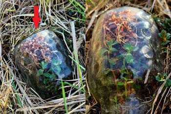 Ktoś zostawił w lesie butelkę. Stało się coś niezwykłego