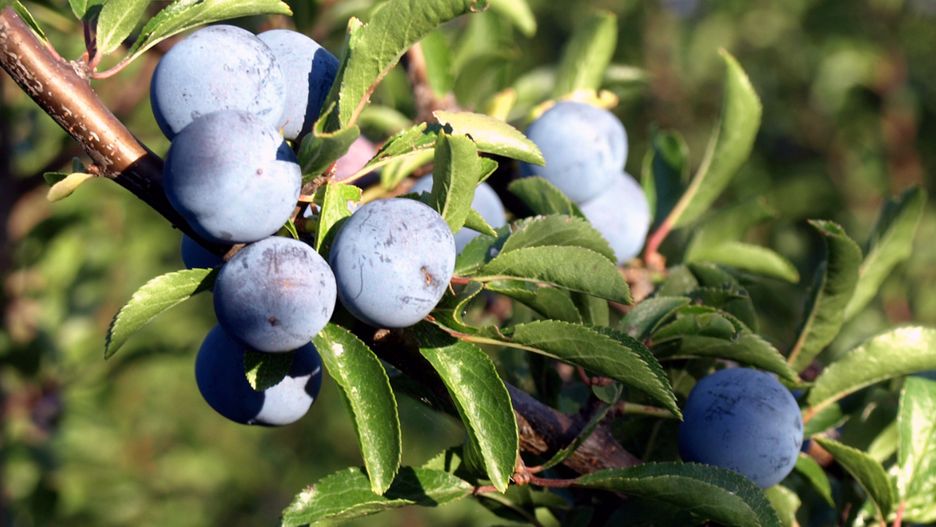 Atropa belladonna wygląda jak borówka, ale to trująca roślina