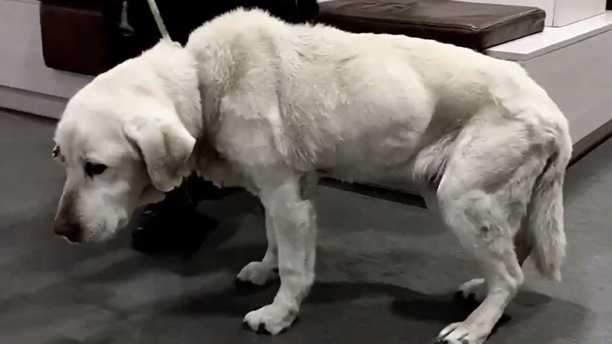 Właścicielka głodziła labradora i trzymała go w piwnicy