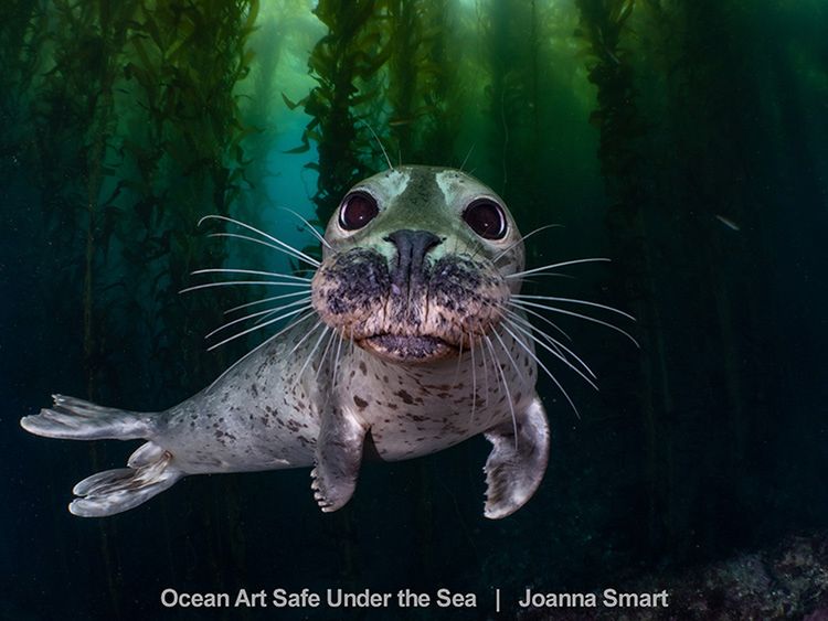 Najlepsze zdjęcia oceaniczne w konkursie Safe Under the Sea 15