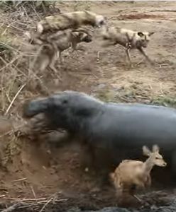 Brutalna walka na safari. Nagle do gry dołączył hipopotam