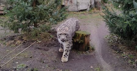 Zmarła przez COVID-19. Smutne wieści z warszawskiego zoo