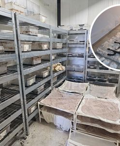 Z sadu zrobili fabrykę. W środku było ponad 140 kg narkotyków