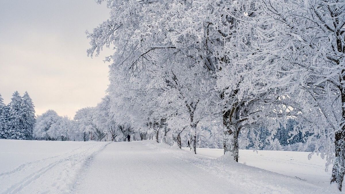 Snow, Landscape, Trees image