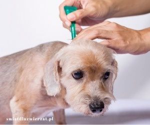 Alergiczne pchle zapalenie skóry