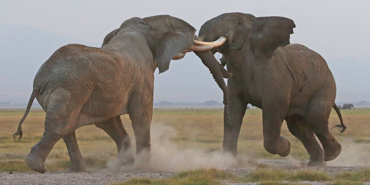 Niebezpieczne ujęcia. Fotografowie uchwycili walkę dwóch słoni