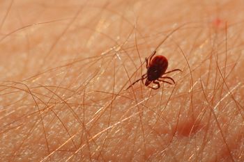 Metoda "180 stopni" na kleszcze. Weterynarz zdradza swój patent