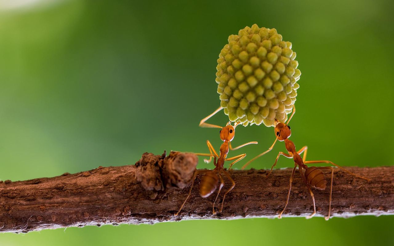 Ludzki mózg uległ skurczeniu. Mrówki podpowiadają dlaczego - Co łączy ludzi i mrówki?