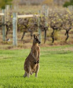 Нещасний випадок в Австралії: вперше за 86 років кенгуру вбив людину