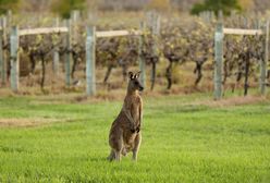 Нещасний випадок в Австралії: вперше за 86 років кенгуру вбив людину