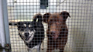 Lublin: Stało się to pierwszy raz w historii schroniska dla bezdomnych zwierząt