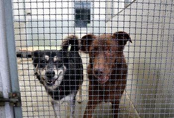 Lublin: Stało się to pierwszy raz w historii schroniska dla bezdomnych zwierząt