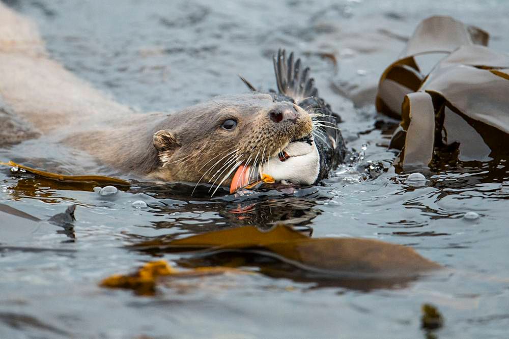 Zwycięzca kategorii Animal Behaviour.