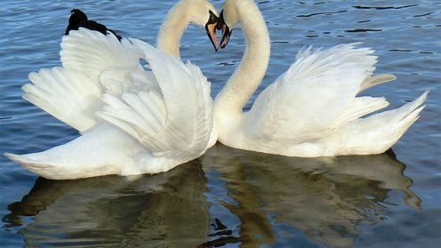 Mechaniczny łabędź potrafi... tańczyć [wideo] 1
