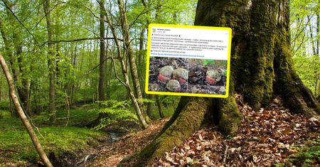 "Przyrodnicza sensacja". Historyczny widok w Poznaniu