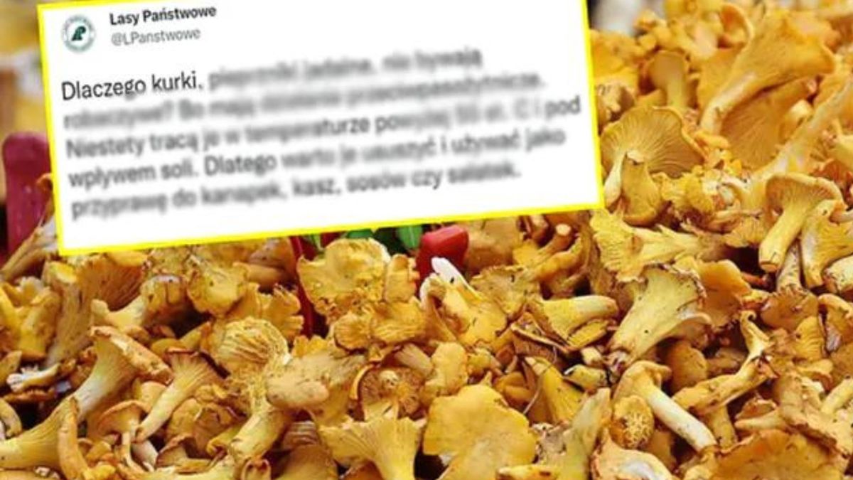 Leśnicy dali internautom kolejną lekcję