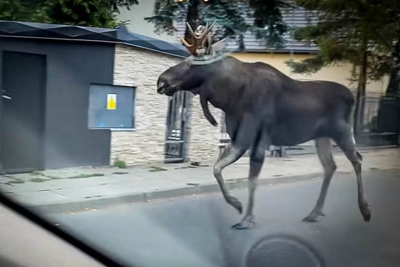 Łoś widziany na warszawskim Ursynowie.