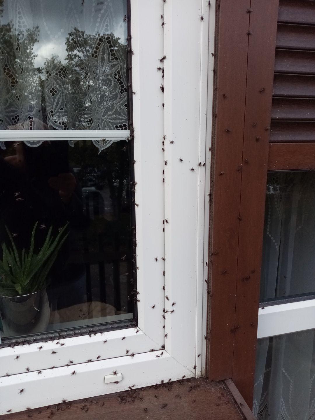 Muchy na jednym z domów w Mszczyczynie, położonych blisko fermy Wojciecha Biernackiego