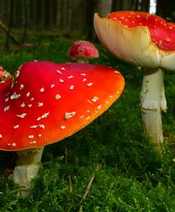 Zginął "chłopak jak z żurnala". Przed wypadkiem miał zjeść suszone muchomory