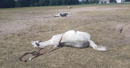 Pasły się i padły. Tajemnicza śmierć stada koni