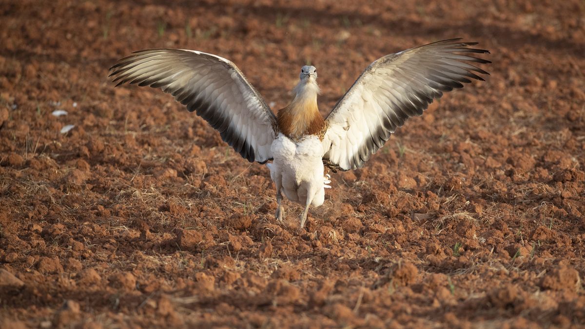 Dropie wrócą do Polski