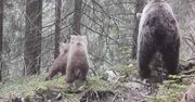 Pokazali wideo z Tatr. "Wyglądają na słodziaki, ale..."