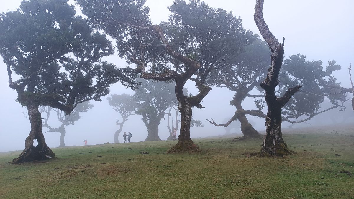 Fanal Forest najlepiej prezentuje się we mgle