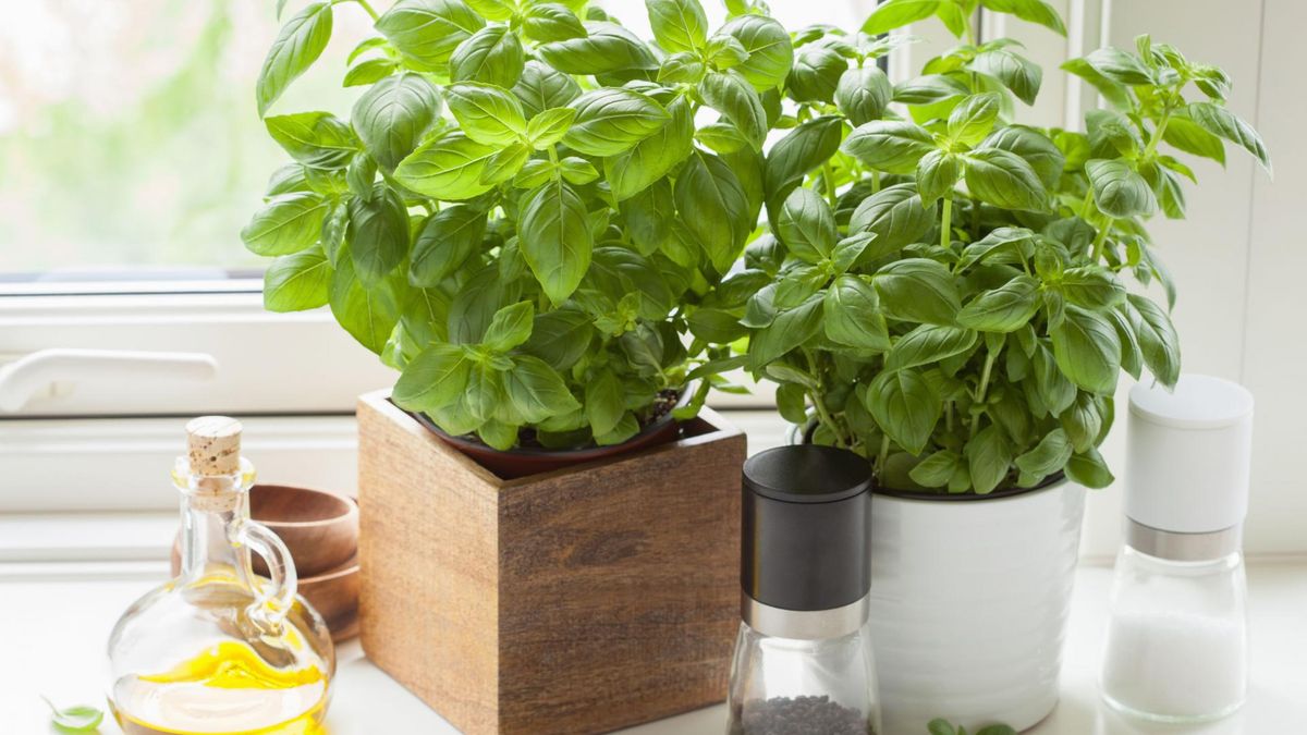 Bazylia jako naturalny antybiotyk