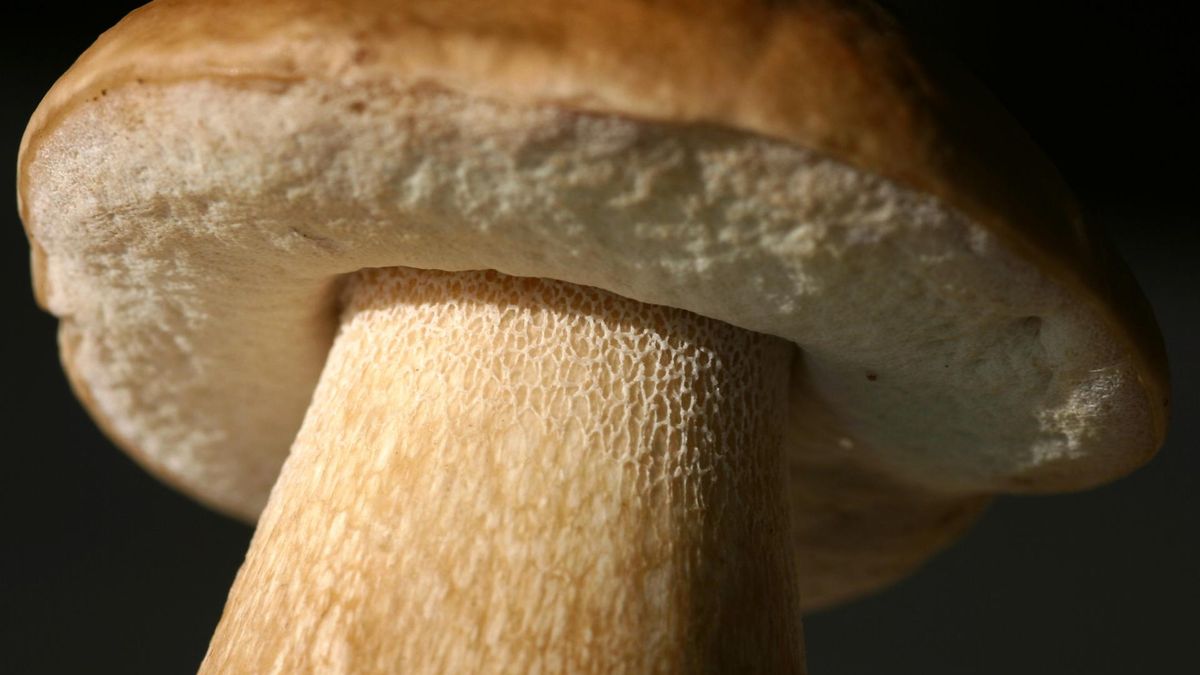 Jesienią szukajmy jej w pożywieniu. Mało kto wie, że te produkty to źródło witaminy D