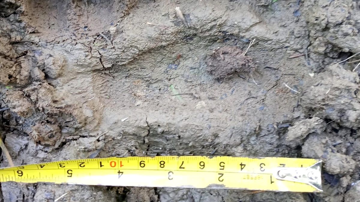 Ślad małego niedźwiedzia.