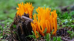 Najdziwniejsze grzyby, które można znaleźć jesienią