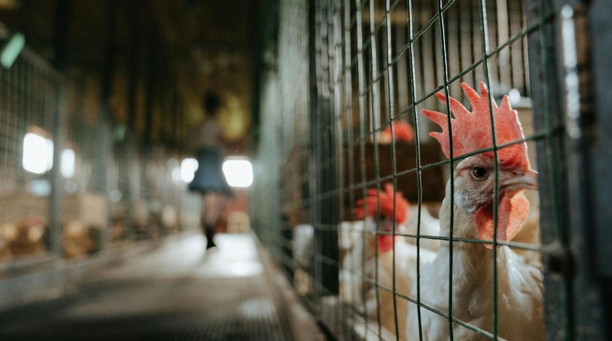 Umowa z Mercosur. Rolnicy: uderzy w setki tysięcy gospodarstw