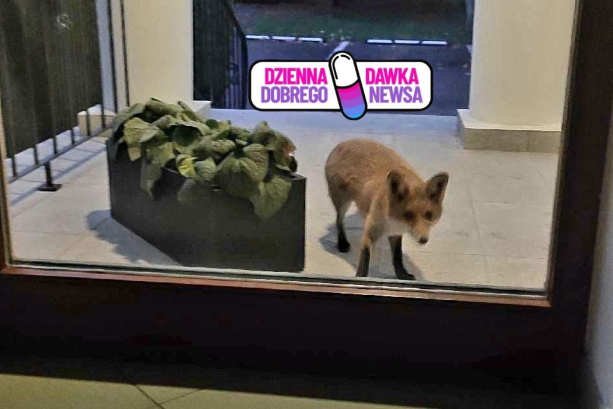 "Mamy nowego pracownika!" Niezwykły gość przed biurem leśników