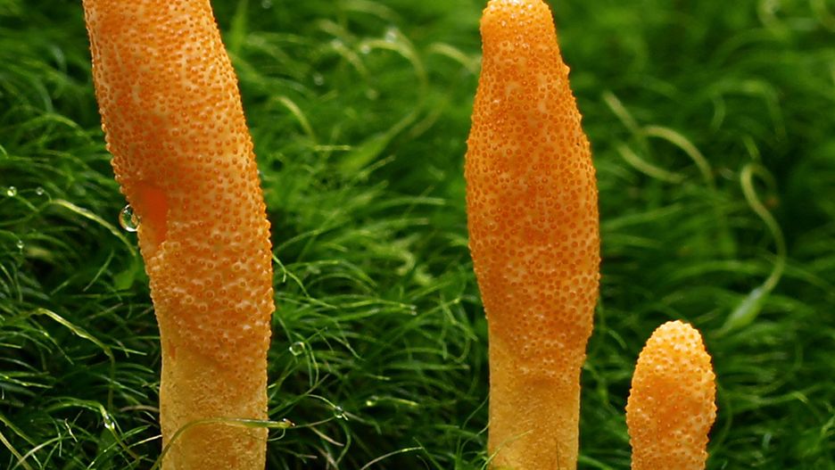 Cordyceps militaris, grzyby, Maczużnik