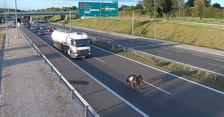 Koń na drodze szybkiego ruchu – nietypowy uczestnik ekspresówki