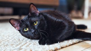 Czarne koty są pomijane przy adopcji. Nie chodzi o ich charakter