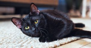Czarne koty są pomijane przy adopcji. Nie chodzi o ich charakter